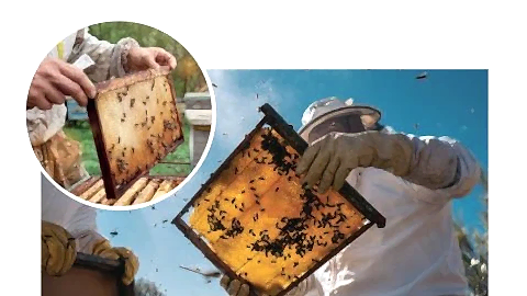 Arıcı Güneş Paneli Seti | Solar Arıcılık Çözümleri